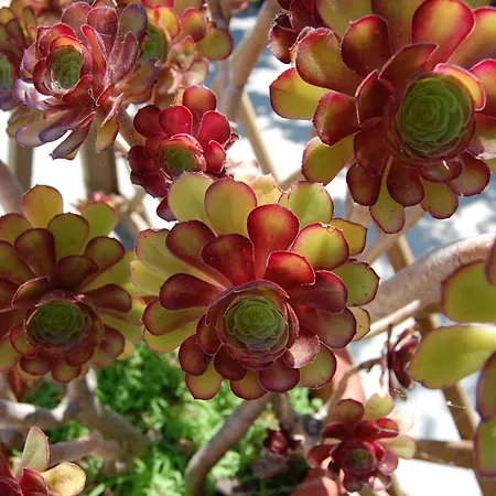 Andrea E Valentina Frühstückspension S'archittu Cuglieri