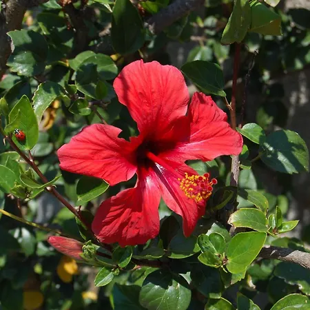 Frühstückspension Andrea E Valentina S'archittu Cuglieri