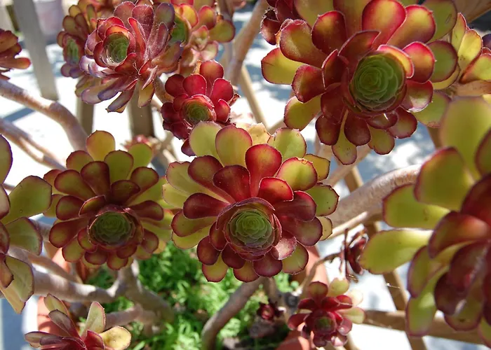 Andrea E Valentina Panzió S'archittu Cuglieri