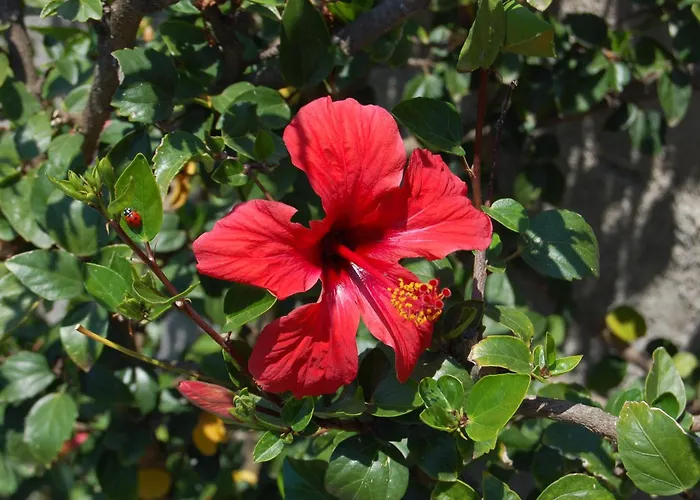 Panzió Andrea E Valentina S'archittu Cuglieri